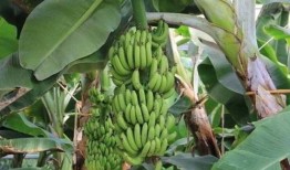 大香蕉之国产,大香蕉之国的繁荣与传奇