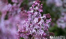 丁香五月国产,国产生态的生机盎然